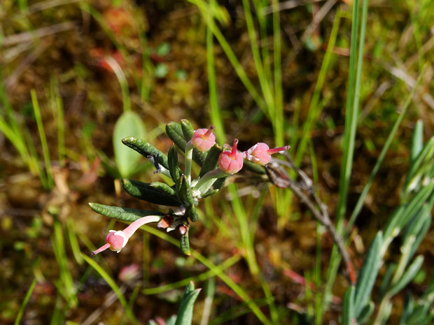 Подбел многолистный - Andromeda polifolia