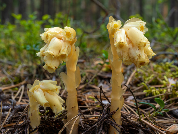 Подъельник обыкновенный - Monotropa hypopitys