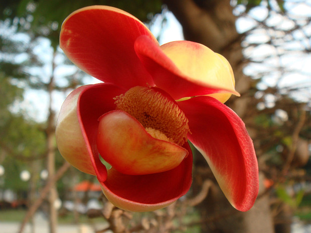 Курупита гвианская - Couroupita guianensis