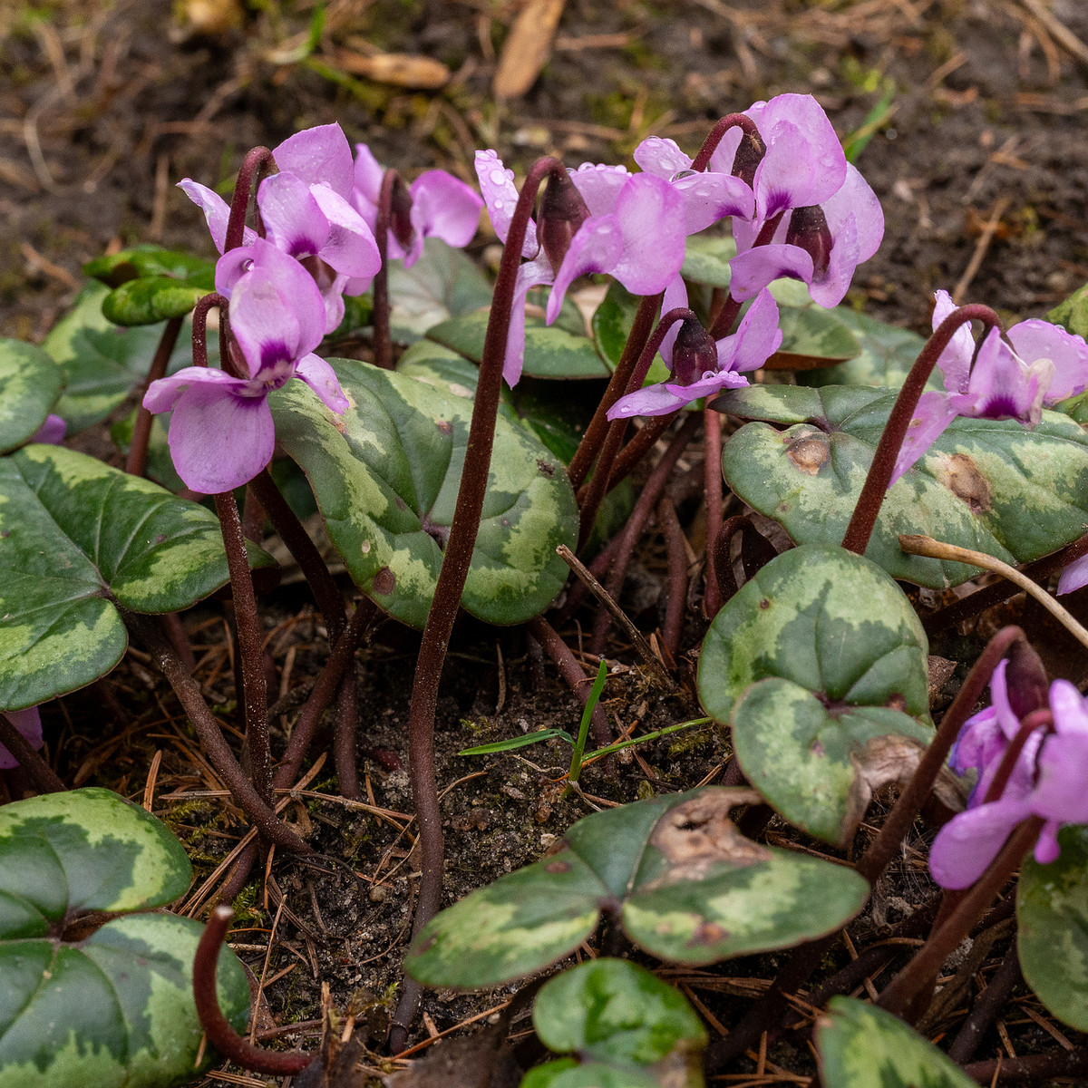 tallinn-botanical-garden-71