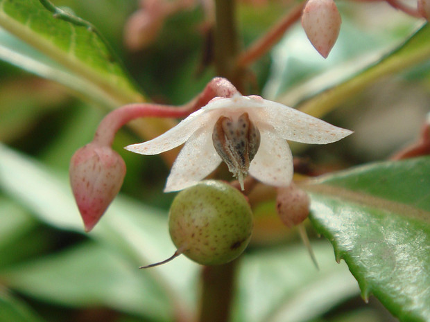 Ардизия японская - Ardisia japonica