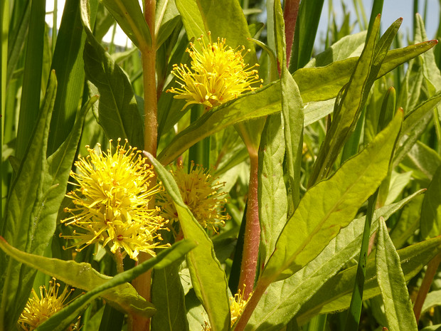 Вербейник кистецветный - Lysimachia thyrsiflora