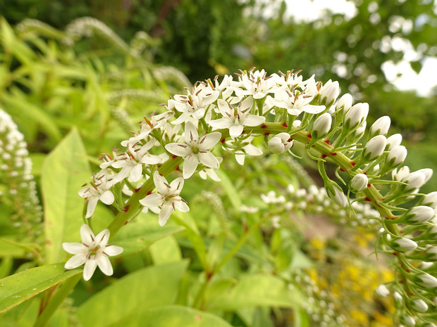 Вербейник клетровидный - Lysimachia clethroides