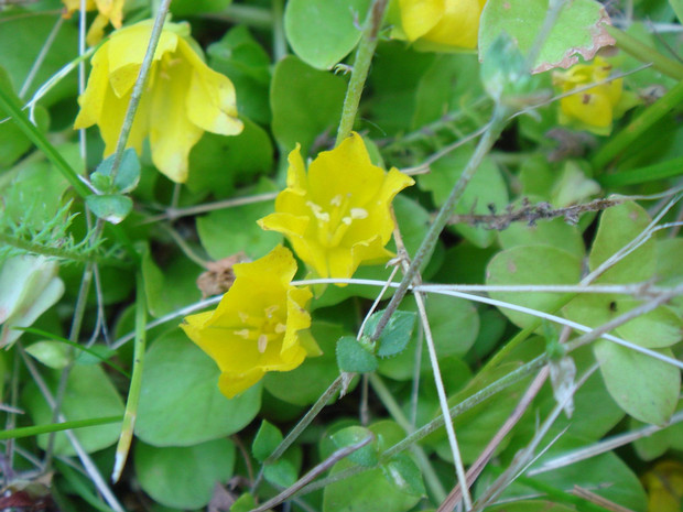 Вербейник монетный - Lysimachia nummularia