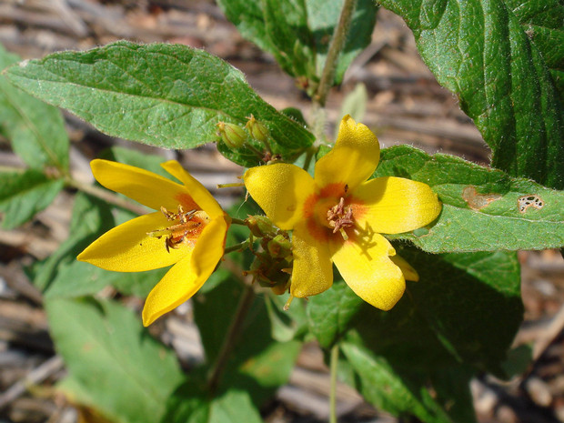 Вербейник обыкновенный - Lysimachia vulgaris