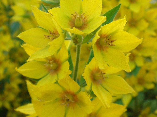 Вербейник точечный - Lysimachia punctata