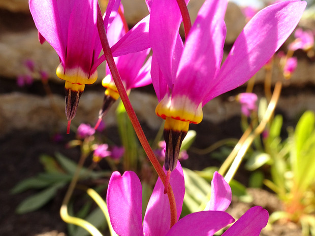 Двенадцатицветник красивенький - Dodecatheon pulchellum