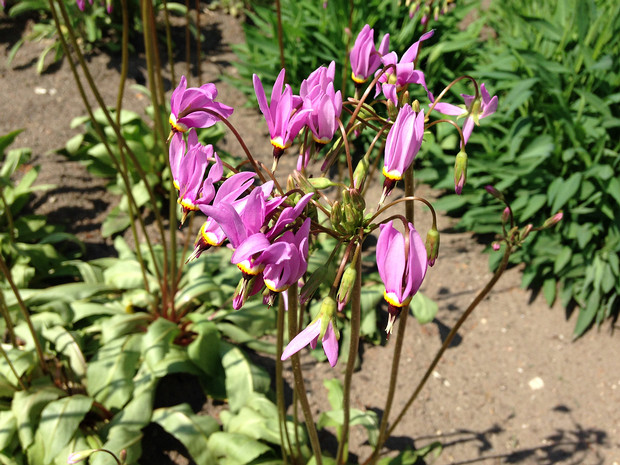 Двенадцатицветник средний - Dodecatheon meadia