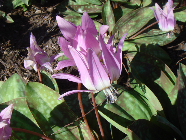 Двенадцатицветник холодолюбивый - Dodecatheon frigidum