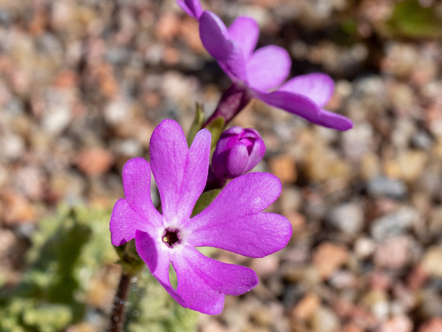 Первоцвет Зибольда - Primula sieboldii