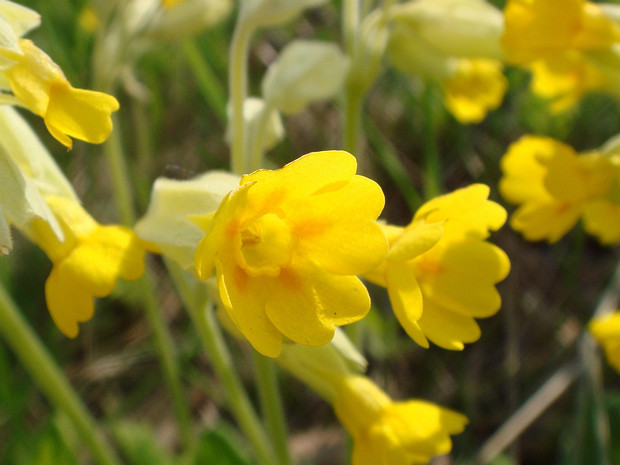 Первоцвет весенний - Primula veris