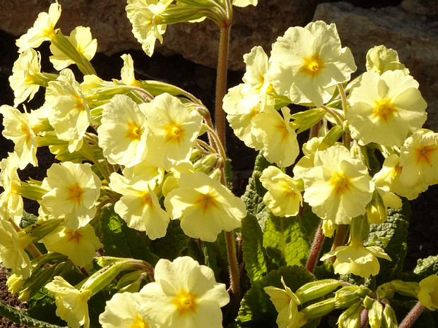 Первоцвет высокий 'Крупноцветковый' - Primula elatior 'Grandiflora'