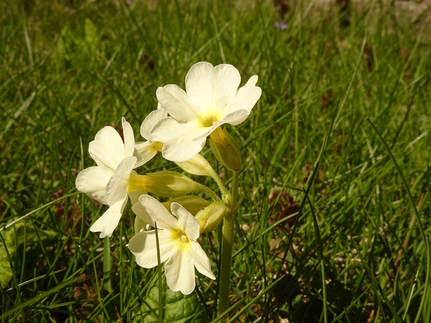 Первоцвет высокий белая форма - Primula elatior f. alba