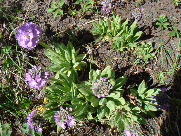 Первоцвет мелкозубчатый - Primula denticulata