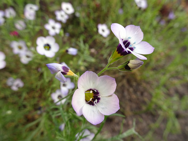 Гилия трехцветная - Gilia tricolor