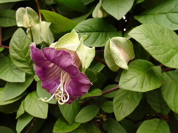 Кобея лазящая - Сobaea scandens