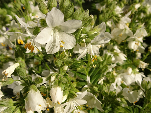 Синюха голубая белая форма - Polemonium caeruleum f. alba