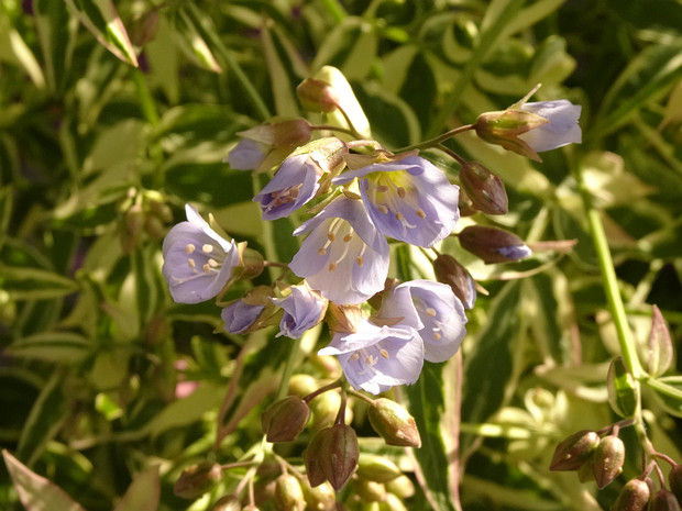 Синюха ползучая 'Особый Шарм' - Polemonium reptans 'Touch of Class'