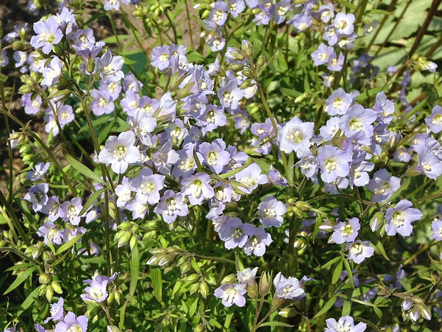 Синюха ползучая - Polemonium reptans