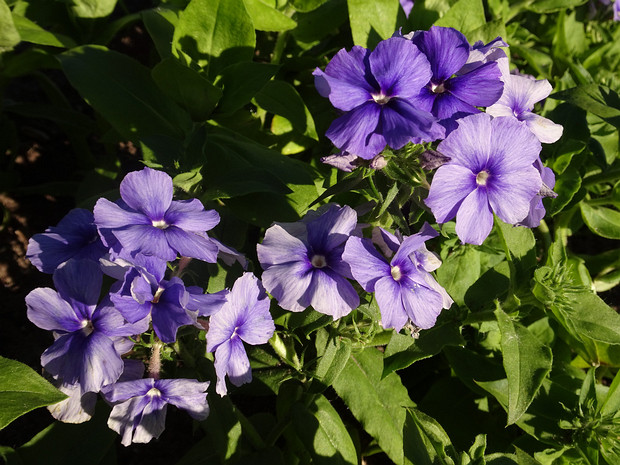 Флокс Друммонда 'Капризные Блюзы' - Phlox drummondii 'Moody Blues'