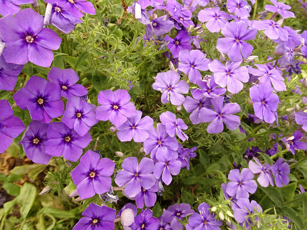 Флокс Друммонда 'Черничный Мусс' - Phlox drummondii 'Blueberry Muss'