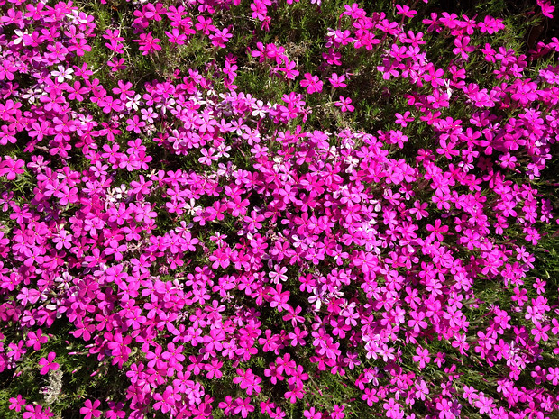 Флокс Дугласа 'Взломщик Джек' - Phlox douglasii 'Crackerjack'