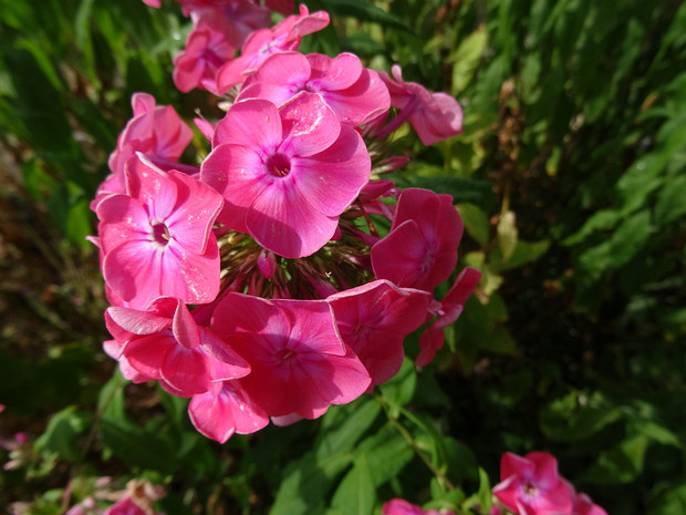 Флокс метельчатый - Phlox paniculata