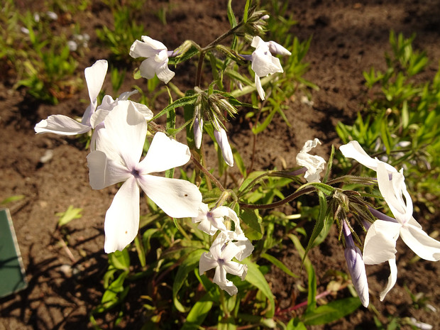 Флокс растопыренный 'Белый Парфюм' - Phlox divaricata 'White Perfume'