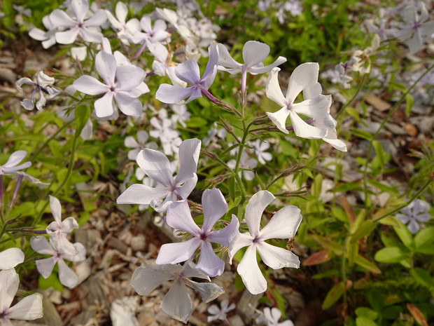 Флокс растопыренный подвид. Лапхамии - Phlox divaricata subsp. laphamii