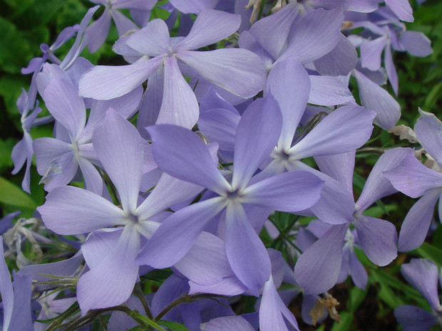 Флокс растопыренный - Phlox divaricata