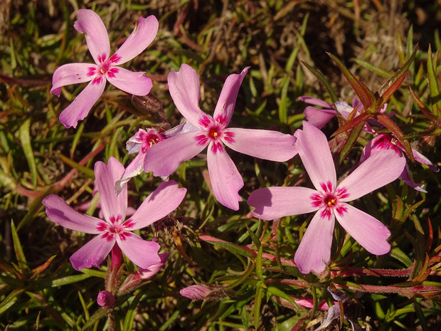 Флокс шиловидный 'Яркость' - Phlox subulata 'Brightness'