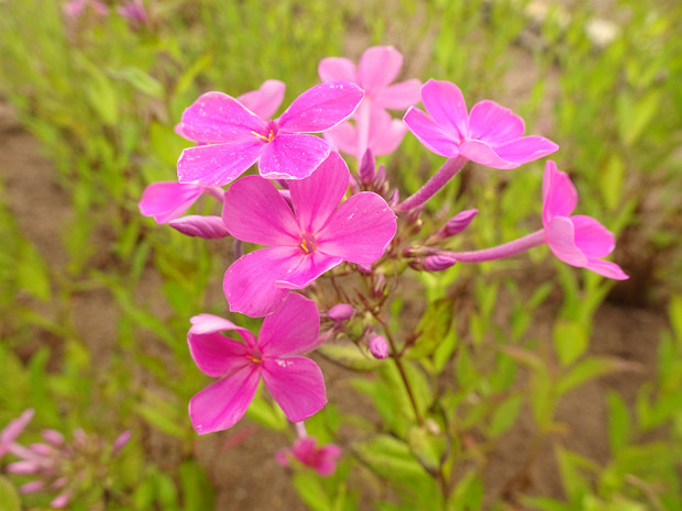 Флокс широколистный - Phlox amplifolia