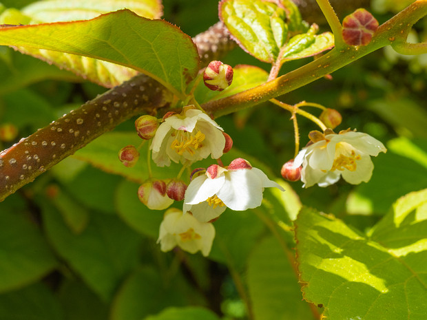 Актинидиевые - Actinidiaceae The Actinidiaceae are a small family of flowering plants commonly known as the Chinese gooseberry family. The family has...