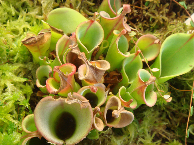 Саррацениевые - Sarraceniaceae The Sarraceniaceae are a family of pitcher plants, belonging to order Ericales (previously Nepenthales). The family...