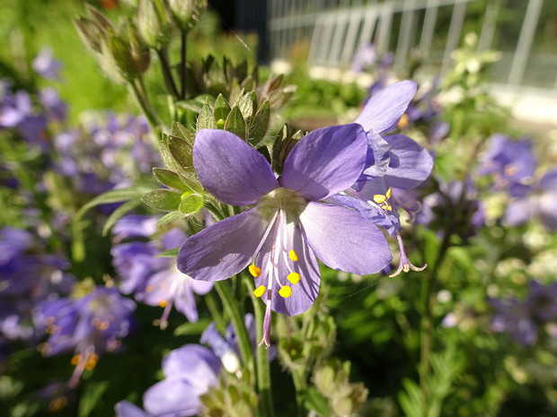 Синюховые - Polemoniaceae The Polemoniaceae are a family (Jacob's-ladder or phlox family) of about 25 genera with 270-400 species of annual and...