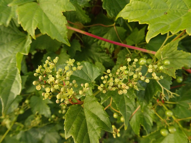 Виноградовник короткоцветоножковый разн. Максимовича - Ampelopsis brevipedinculata var. maximowiczii