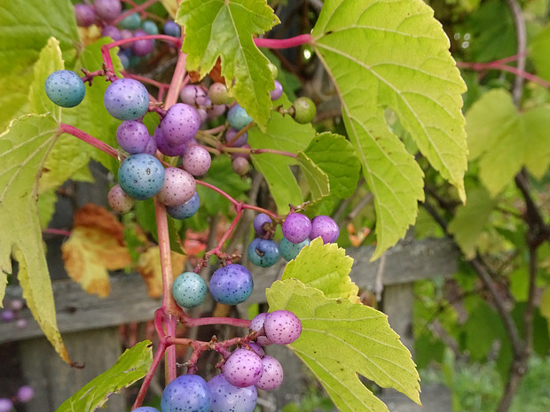 Виноградовник хмелелистный - Ampelopsis humulifolia