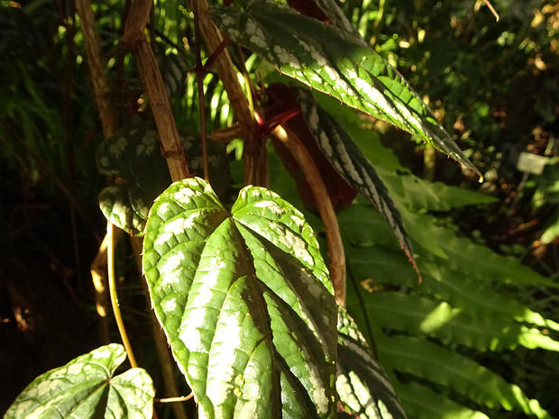 Циссус двуцветный - Cissus discolor