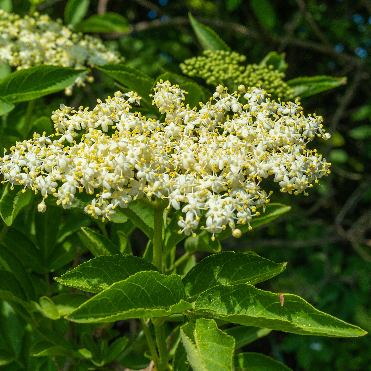 lauluvaeljak_end_hedge-304189