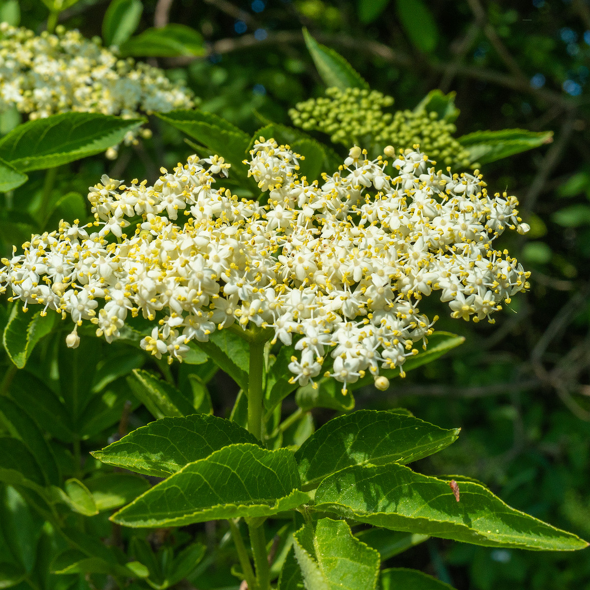 lauluvaeljak_end_hedge-304190