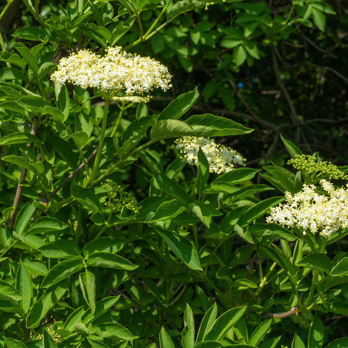 lauluvaeljak_end_hedge-304191