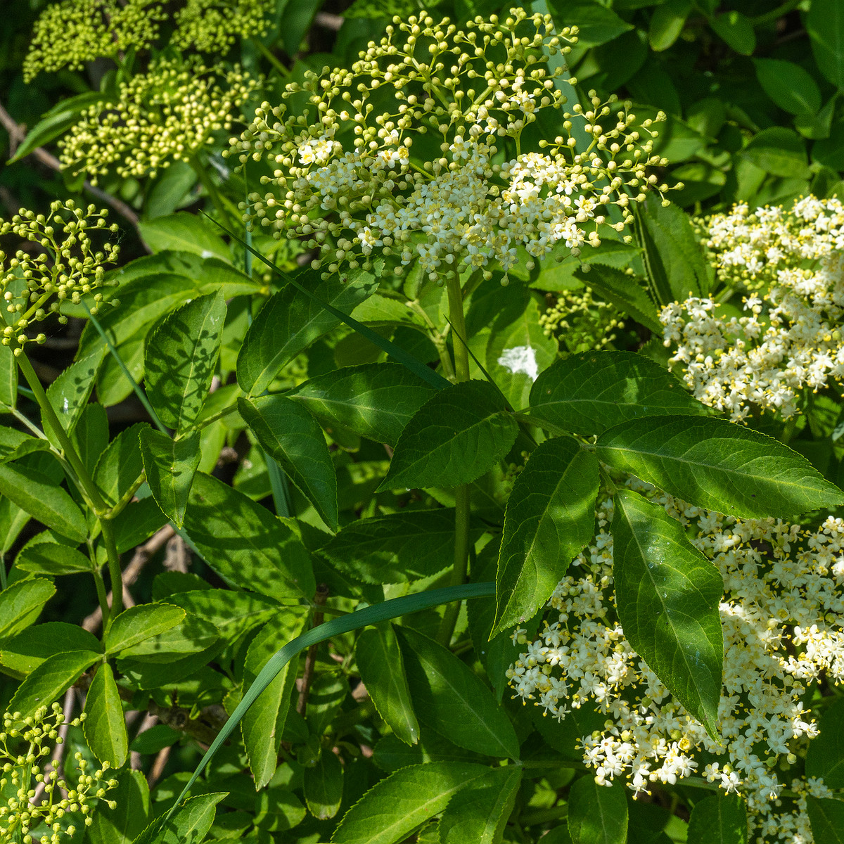 lauluvaeljak_end_hedge-304194