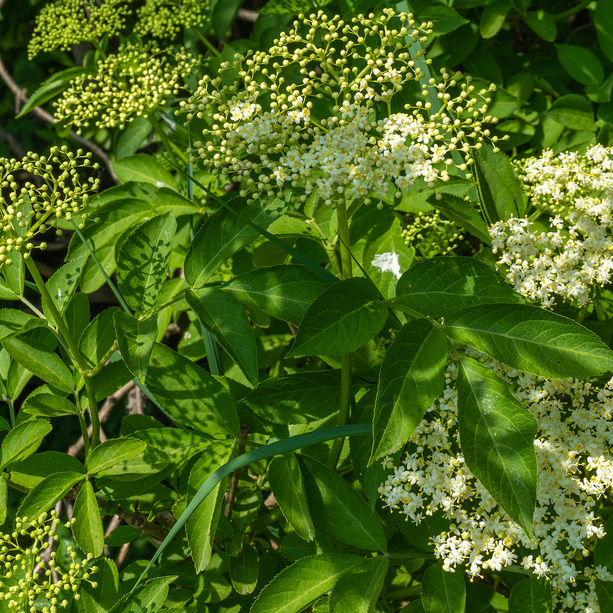 lauluvaeljak_end_hedge-304195