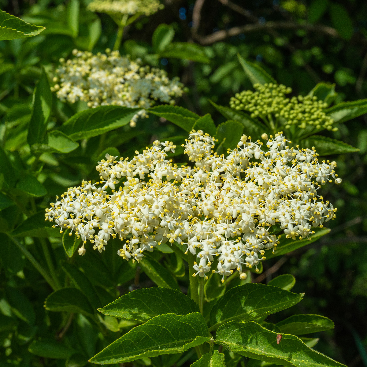 lauluvaeljak_end_hedge-304196