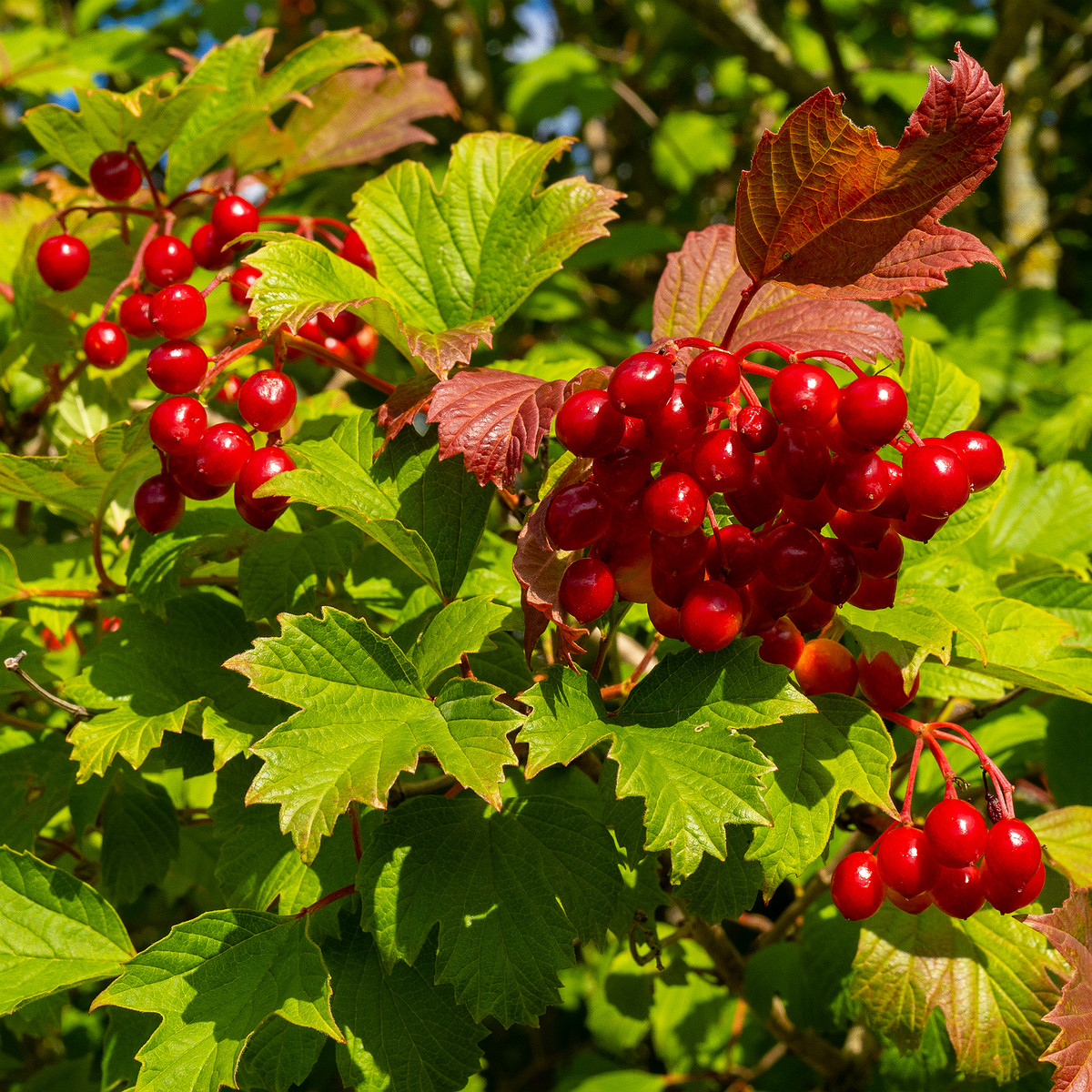 viburnum-opulus_1-1