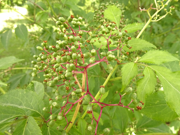 Бузина Вильямса - Sambucus williamsii