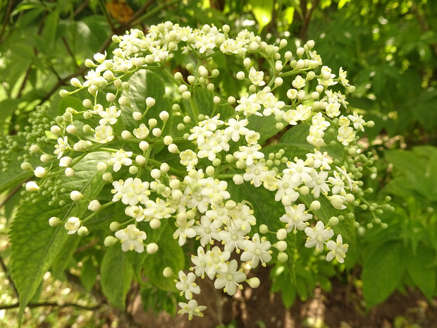 Бузина канадская 'Золото' - Sambucus canadensis 'Aurea'