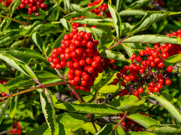 Бузина обыкновенная - Sambucus racemosa