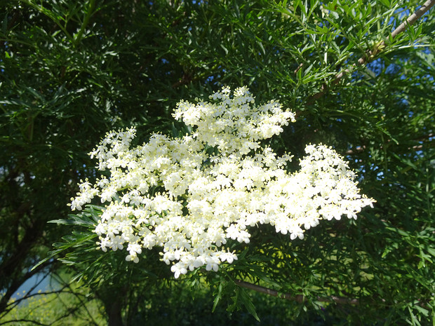 Бузина черная лацинировання форма - Sambucus nigra f. laciniata