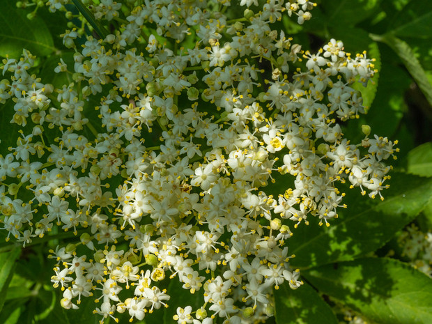 Бузина черная - Sambucus nigra